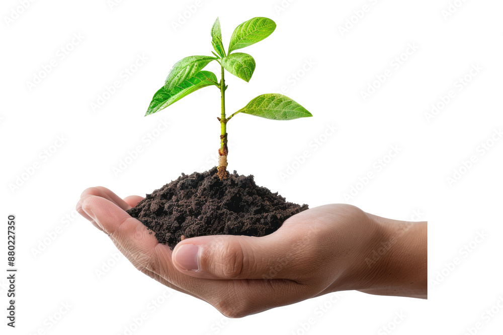 Hand holding green plant isolated on transparent background Hand holding green plant isolated on transparent background