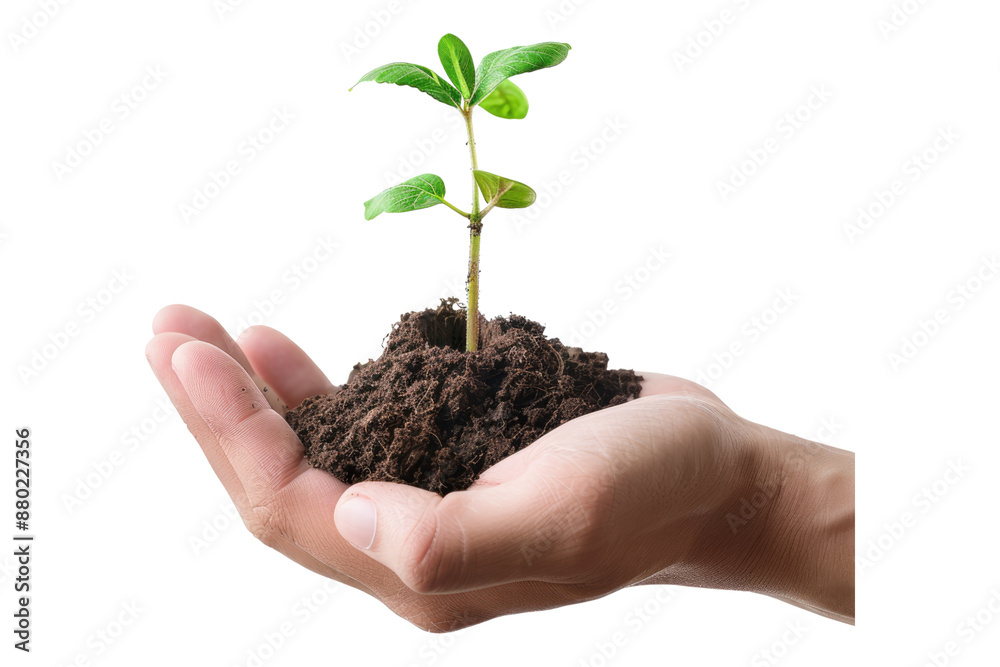Hand holding green plant isolated on transparent background Hand holding green plant isolated on transparent background