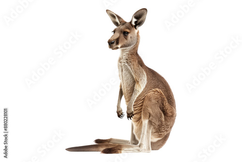 Kangaroo isolated on transparent background photo