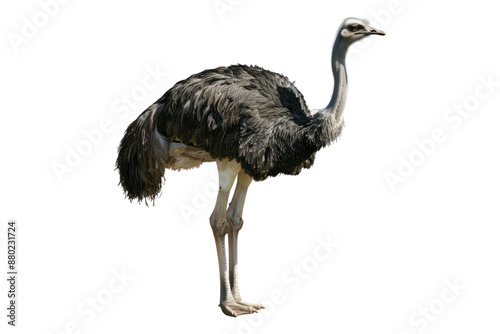 Ostrich isolated on transparent background photo