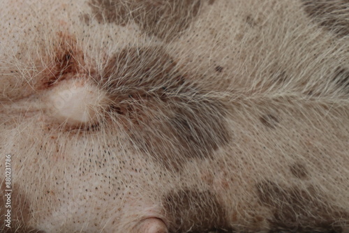close-up of a sleeping fur dog 