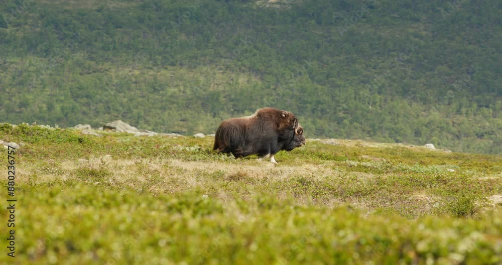 Female musk ox wander alone in lush windy Dovrefjell mountain valley Female musk ox wander alone in lush windy Dovrefjell mountain valley