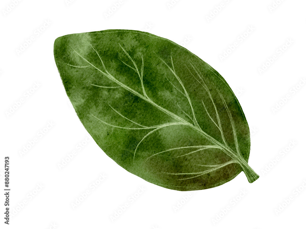 Obraz premium Fresh spinach leaf with keywords related to agriculture, cooking, nutrition, and healthy eating