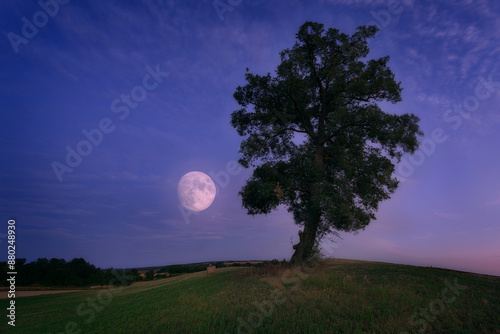 Tableau sur toile holm oak at dusk with the full moon in the twilight sky in a field in Palencia