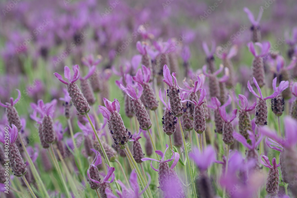 Naklejka premium 紫のフレンチラベンダーの輝き