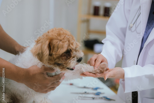 Fototapeta Naklejka Na Ścianę i Meble -  Veterinarians in animal hospitals provide care and treatment for pets. They get their dogs examined with the help of experts in caring for their pet's health, vaccinating them, and managing illnesses.