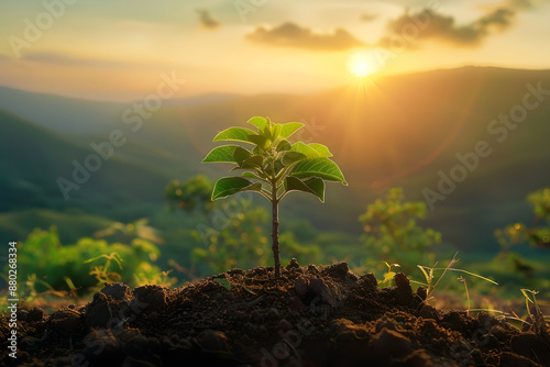 panorama small tree growing with sunrise green world and earth day concept