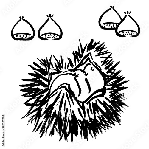 墨と筆で書いた栗とイガのイラスト　手書き