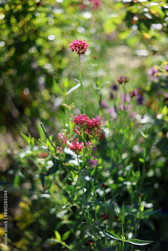 Centranthus ruber, Jupiter’s beard, red valerian, fox’s brush, keys of heaven, red flower perennial in bright morning sunshine with bokeh balls in the english cottage garden in summer. Centranthus ruber, Jupiter’s beard, red valerian, fox’s brush, keys of heaven, red flower perennial in bright morning sunshine with bokeh balls in the english cottage garden in summer.