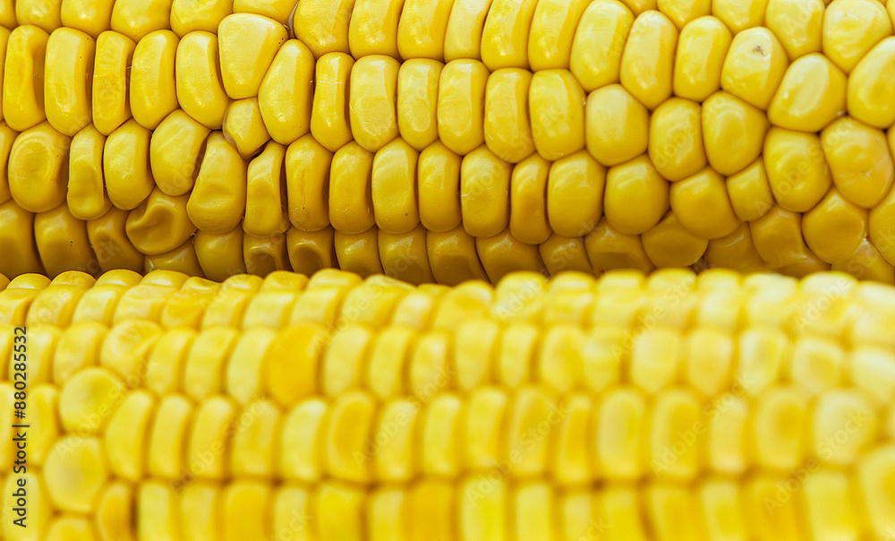 Two rows of corn kernels, close-up, showing their bright yellow color and plump texture. Two rows of corn kernels, close-up, showing their bright yellow color and plump texture.