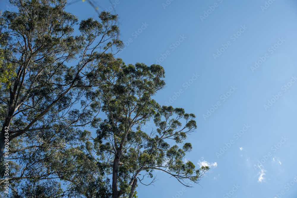 beautiful gum Trees and shrubs in the Australian bush forest. Gumtrees and native plants growing in Australia in spring beautiful gum Trees and shrubs in the Australian bush forest. Gumtrees and native plants growing in Australia in spring
