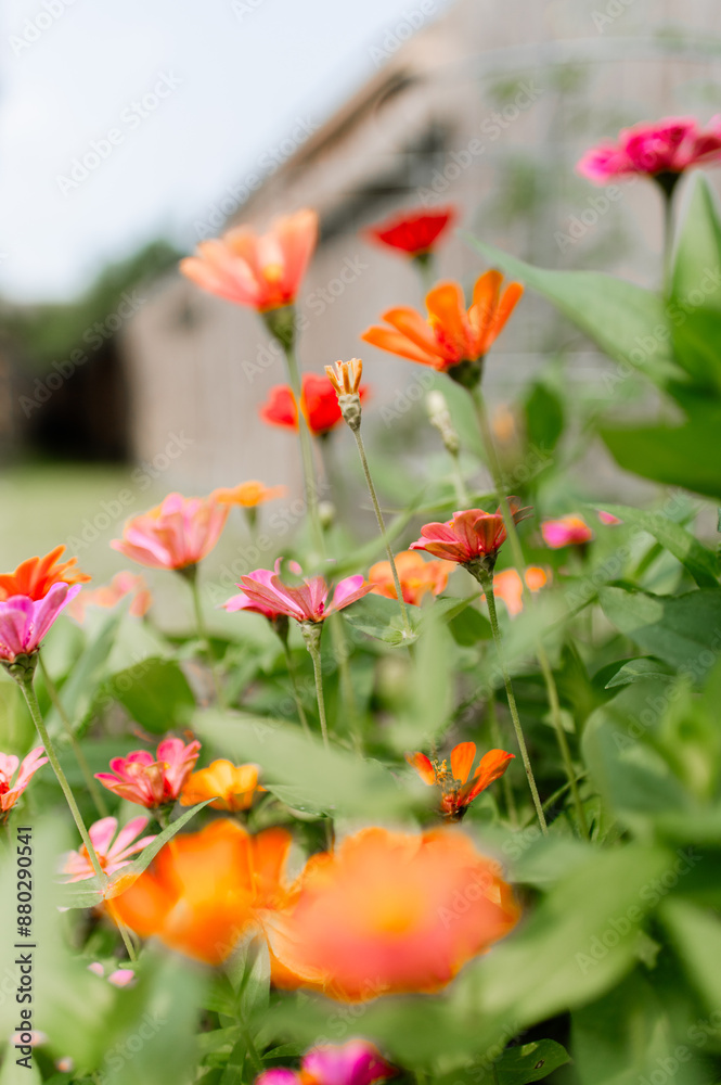 Zinnia blooms looking for the sunlight Zinnia blooms looking for the sunlight