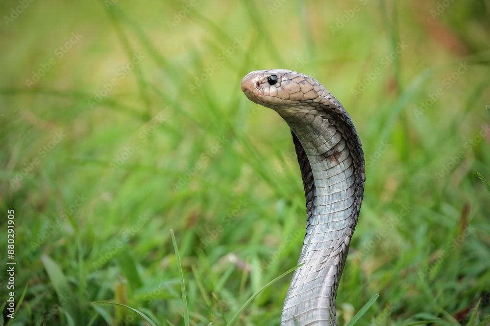 Fototapeta premium Naja sputatrix defensive position on the green grass