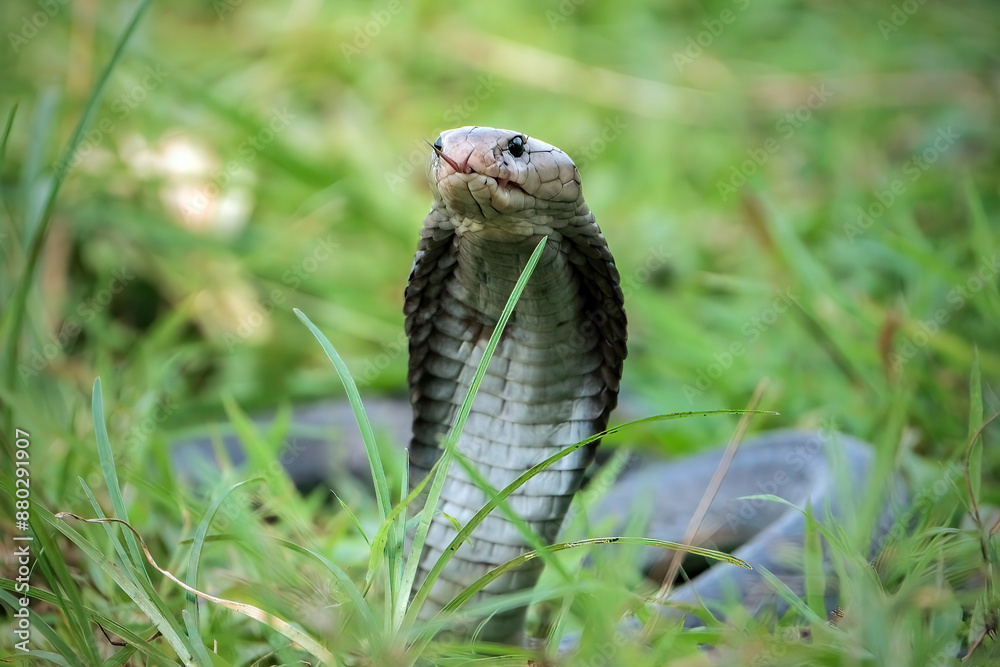 Fototapeta premium Naja sputatrix defensive position on the green grass