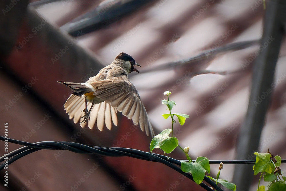 Naklejka premium The sooty-headed bulbul (Pycnonotus aurigaster)