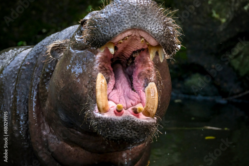 pygmy hippopotamus or pygmy hippo photo