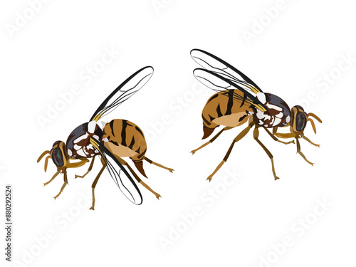 Bactrocera correcta found in vegetable plots.