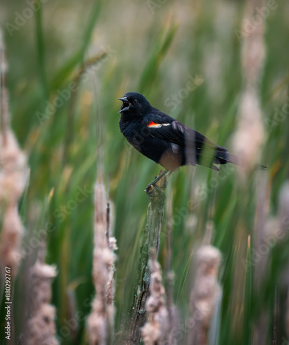 Red-winged black bird callling while perched in grassy wetland.