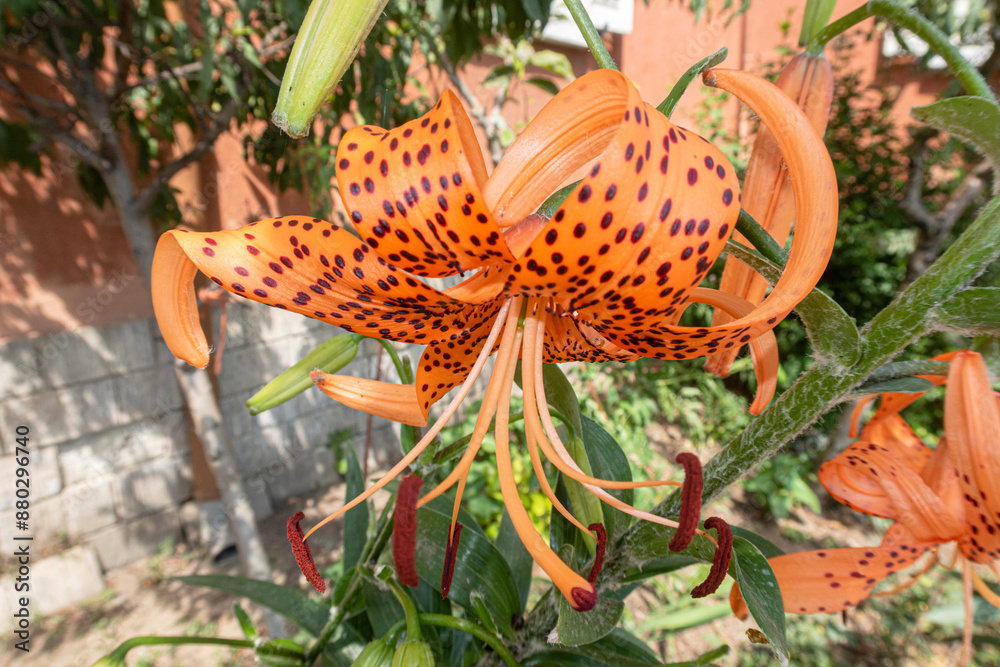 Lilium Tigrinum Lily flower petals color