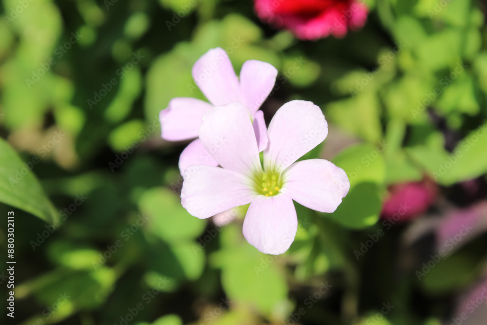 False shamrock or Oxalis triangularis plant and flowers False shamrock or Oxalis triangularis plant and flowers