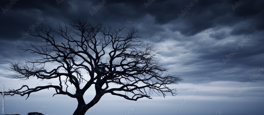 Silhouetted tree against a dark sky, providing a striking composition with copy space image. Silhouetted tree against a dark sky, providing a striking composition with copy space image.