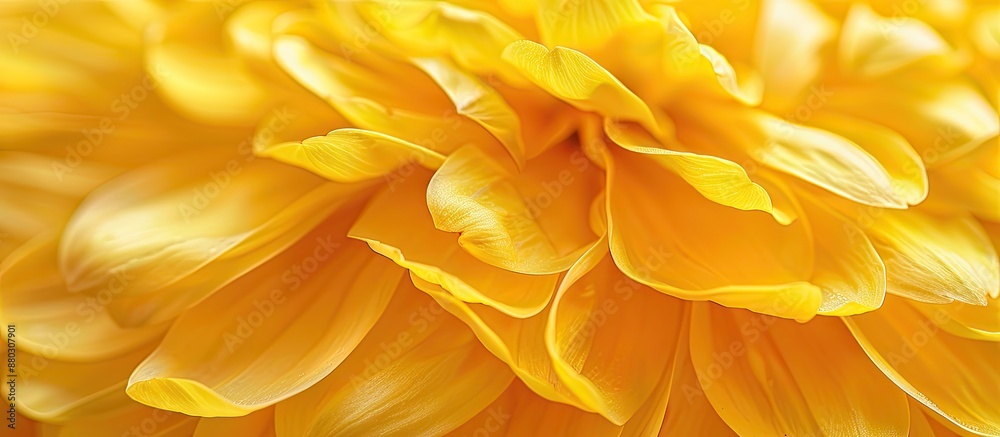 Macro shot of yellow chrysanthemum petals with a background suitable for adding text or images, providing ample copy space image. Macro shot of yellow chrysanthemum petals with a background suitable for adding text or images, providing ample copy space image.
