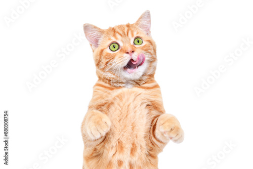 Cute red kitten Scottish Straight licking its lips isolated on a white background