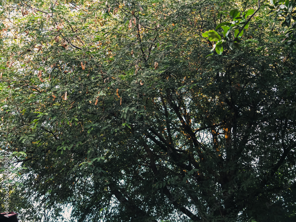 Fototapeta premium leaves on a tree