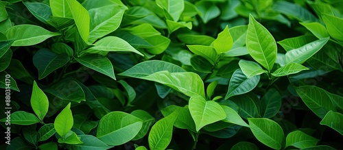 Nature background with vibrant green leaves, perfect as a copy space image.