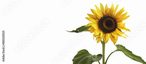 Sunflower with leaves isolated against white background, showcasing ample copy space image. photo