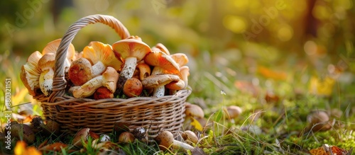 A variety of wild mushrooms like boletus, cep, porcini, and chanterelle gathered in a rustic woven basket during late summer and autumn in Karelia. Perfect for a banner with copy space image.