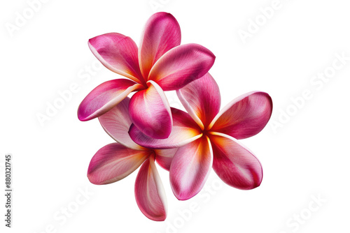 Plumeria rubra flower isolated on transparent background