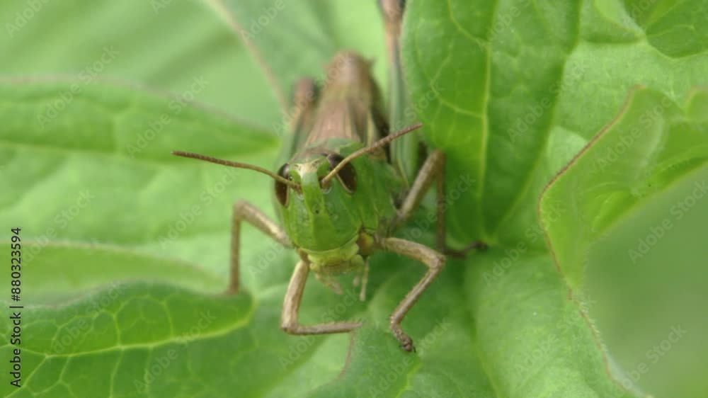 grasshopper on a leaf (closeup) grasshopper on a leaf (closeup)