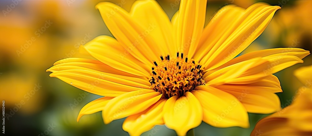 Vivid close-up image of a vibrant yellow Heliopsis scabra flower in a public garden, creating a stunning summer backdrop with space for text. Vivid close-up image of a vibrant yellow Heliopsis scabra flower in a public garden, creating a stunning summer backdrop with space for text.