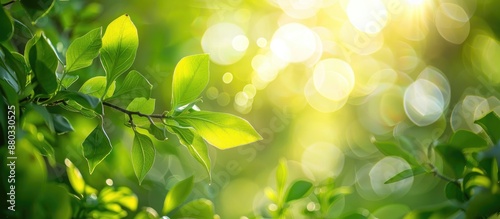 Bokeh background of green l...