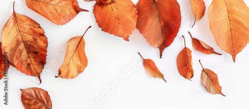Autumn leaves set against a...