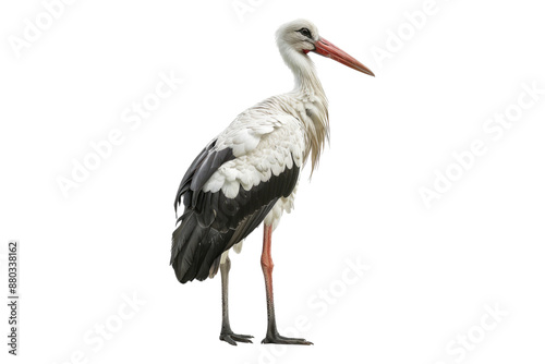 Stork isolated on transparent background