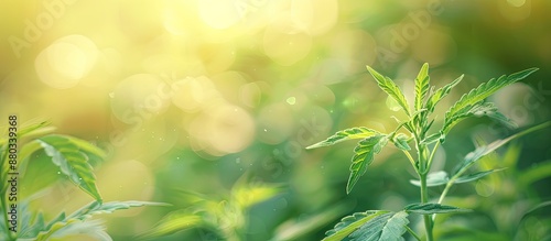 Hemp medical plant with lea...