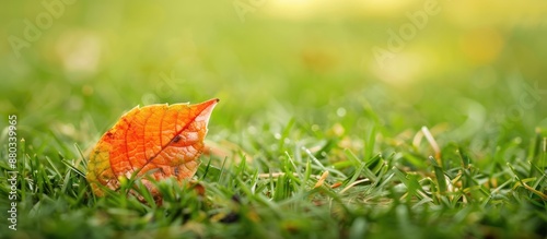 A tiny dried leaf rests on ...