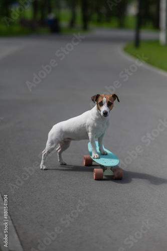 Jack Russell Terrier dog rides a penny board in the park. Vertical photo.  photo