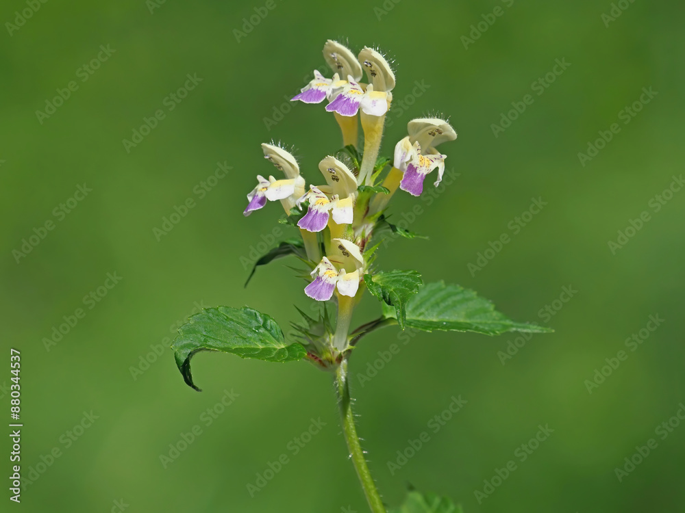 The large-flowered hemp-nettle or Edmonton hempnettle plant with flowers, Galeopsis speciosa The large-flowered hemp-nettle or Edmonton hempnettle plant with flowers, Galeopsis speciosa