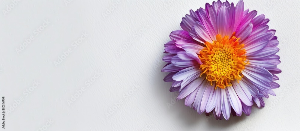 Fototapeta premium Aster flower with vibrant colors on a white background suitable to include copy space image for design purposes