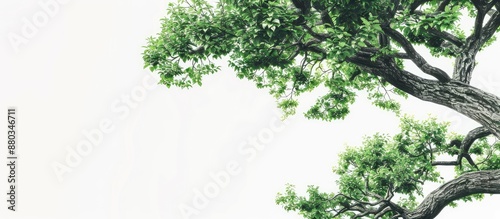 Tree themed wallpaper backg...