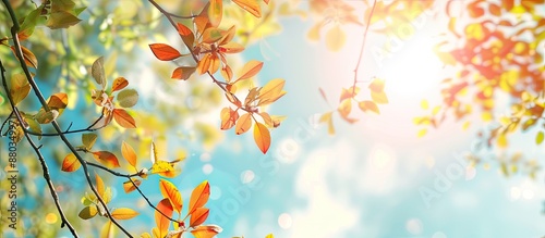 Vibrant leaves against a su...