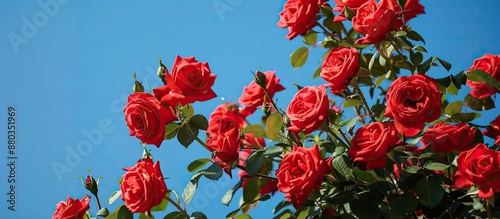 A beautiful scene with vibrant red roses blooming and a clear blue sky providing a picturesque copy space image © Ilgun