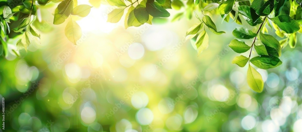 Summer garden with blurred green leaves on branches under sunlight perfect for a background with a designated space for text or images a copy space image Summer garden with blurred green leaves on branches under sunlight perfect for a background with a designated space for text or images a copy space image