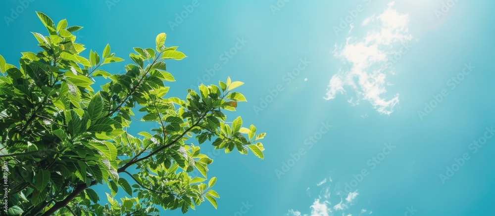 custom made wallpaper toronto digitalGreen tree top against blue sky copy space image