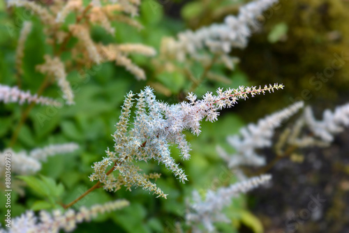 Grand astilbe flowers photo