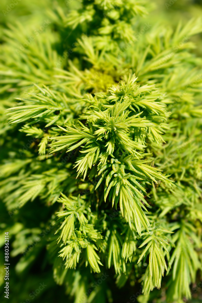 Japanese cedar Monstrosa Nana branches Japanese cedar Monstrosa Nana branches