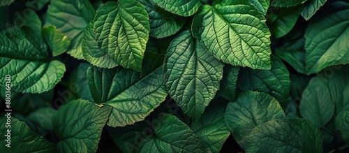 Copy space image with a green leaf texture for use as a nature themed background